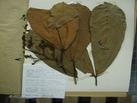 Herbarium sample